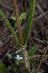 Variableleaf sunflower